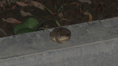 Duttaphrynus dhufarensis