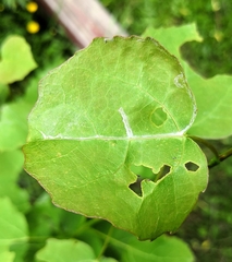 Phyllocnistis labyrinthella