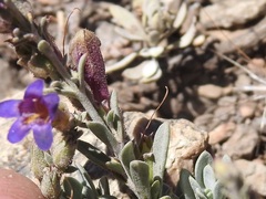 Penstemon californicus