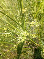 Cyperus pseudovegetus