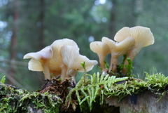 Singerocybe phaeophthalma