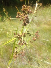 Scirpus georgianus