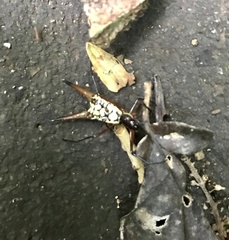 Micrathena brevipes