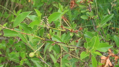 Prunus fruticosa