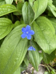 Omphalodes