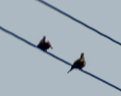 Columbina talpacoti