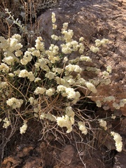 Eriogonum heermannii clokeyi
