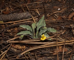 Viola pinetorum grisea