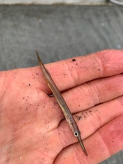 Aulorhynchus flavidus