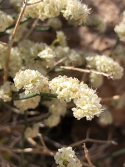 Eriogonum heermannii clokeyi