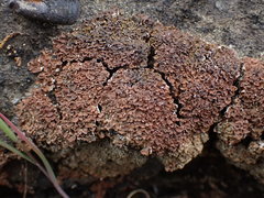 Psora globifera