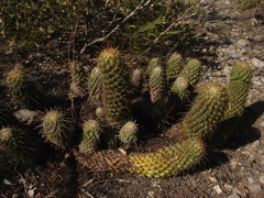 Coryphantha glassii