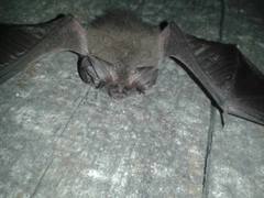 Corynorhinus mexicanus