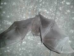 Corynorhinus mexicanus