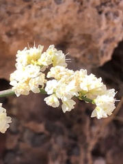 Eriogonum heermannii clokeyi