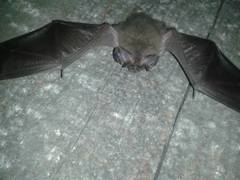 Corynorhinus mexicanus