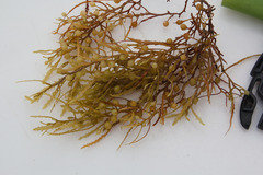 Sargassum natans