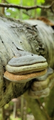 Fomes fomentarius