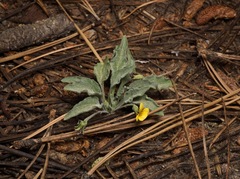 Viola pinetorum grisea