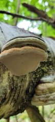 Fomes fomentarius