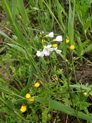 Cardamine pratensis