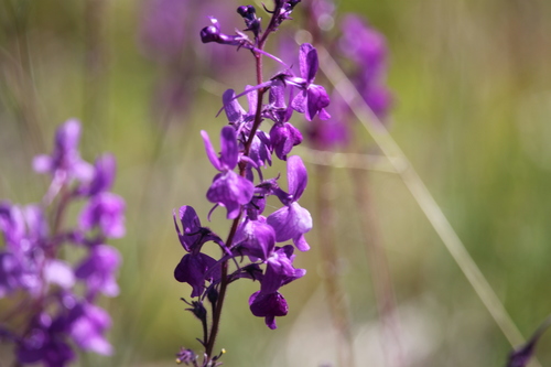 Linaria elegans