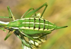 Odontura aspericauda