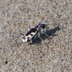 Cicindela latesignata