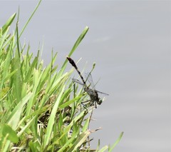 Arigomphus