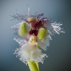 Huttonaea grandiflora
