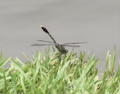 Arigomphus