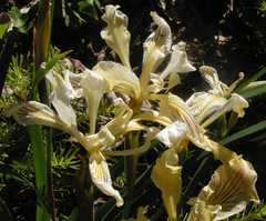 Iris bracteata