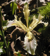 Iris bracteata