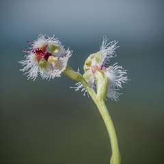 Huttonaea grandiflora
