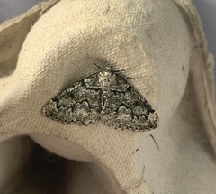 Cleorodes lichenaria