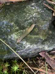 Gastropoda