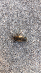Apis mellifera