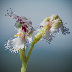 Huttonaea grandiflora