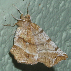 Selenia alciphearia