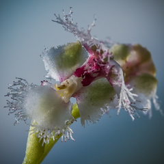 Huttonaea grandiflora