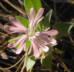Silene hookeri