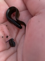 Cebidichthys violaceus