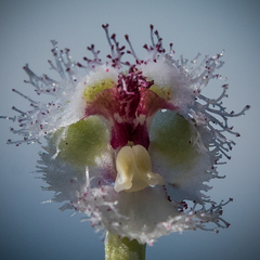 Huttonaea grandiflora