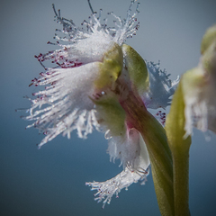 Huttonaea grandiflora