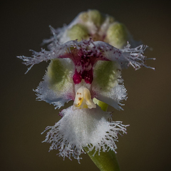 Huttonaea grandiflora