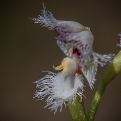 Huttonaea grandiflora