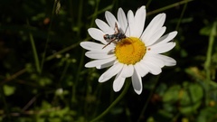 Pyropteron chrysidiformis chrysidiformis