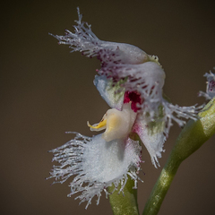 Huttonaea grandiflora
