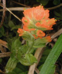 Castilleja litoralis