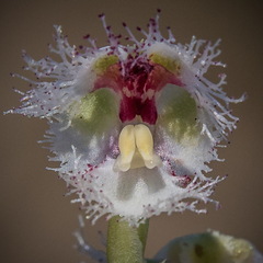 Huttonaea grandiflora